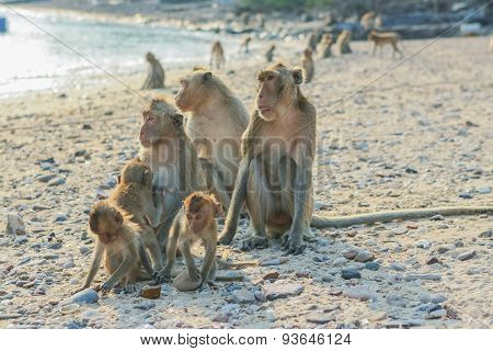 Monkey's Family on the Beach