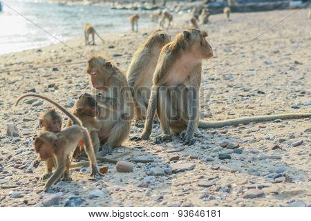 Monkey's Family on the Beach