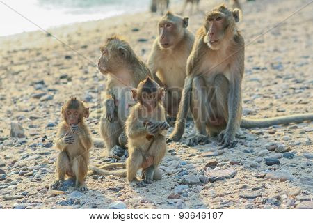 Monkey's Family on the Beach
