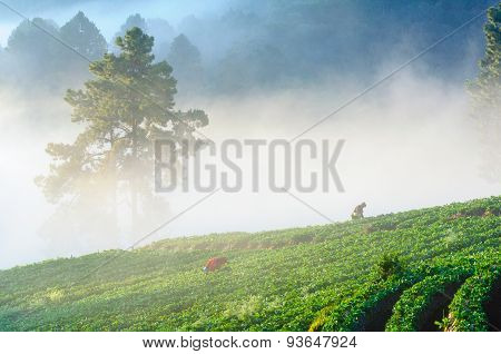 Chiang Mai, Thailand-december 11 : Workers Harvesting  Strawberry In Strawberry Field On December 11