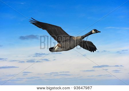 Canada Goose Soaring