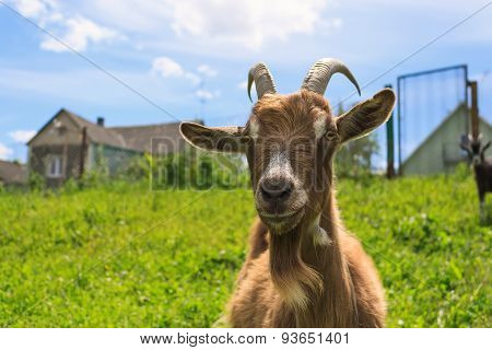 Haired Goat On The Farm