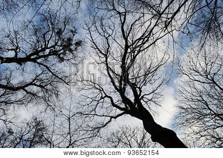 trees