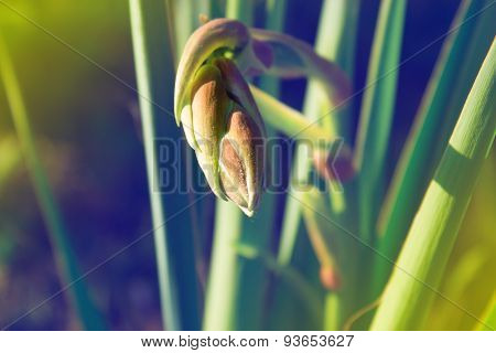Yucca Bud