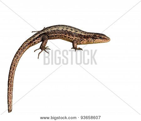 Lizard