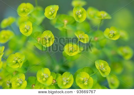 Spurge Flowers (euphorbia Amygdaloides)