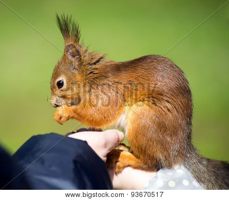 Squirrel In Human Hands