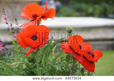 Poppies.