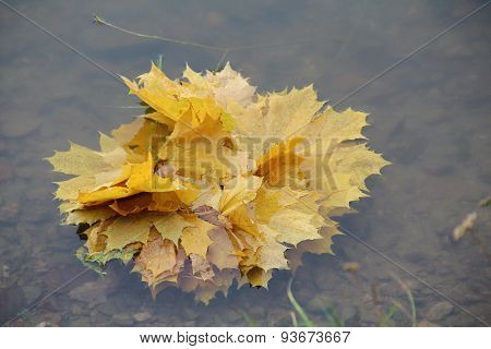 Autumn leaves
