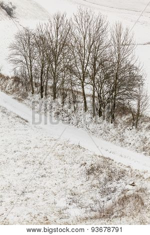 Trees In Field Covered By Snow. Winter Scenery