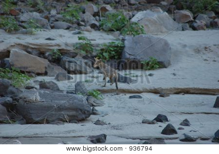 Cayote Scurries nehir dışarı