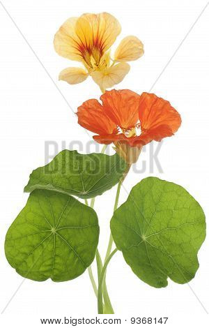 Nasturtium