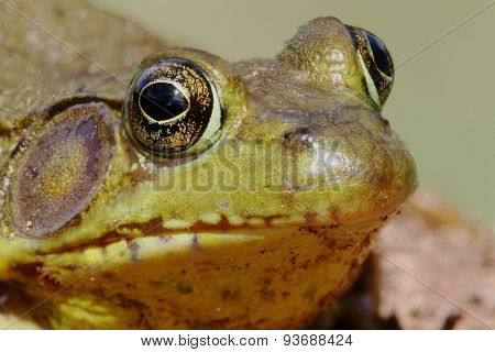 Green Frog (rana Clamitans) On A Log