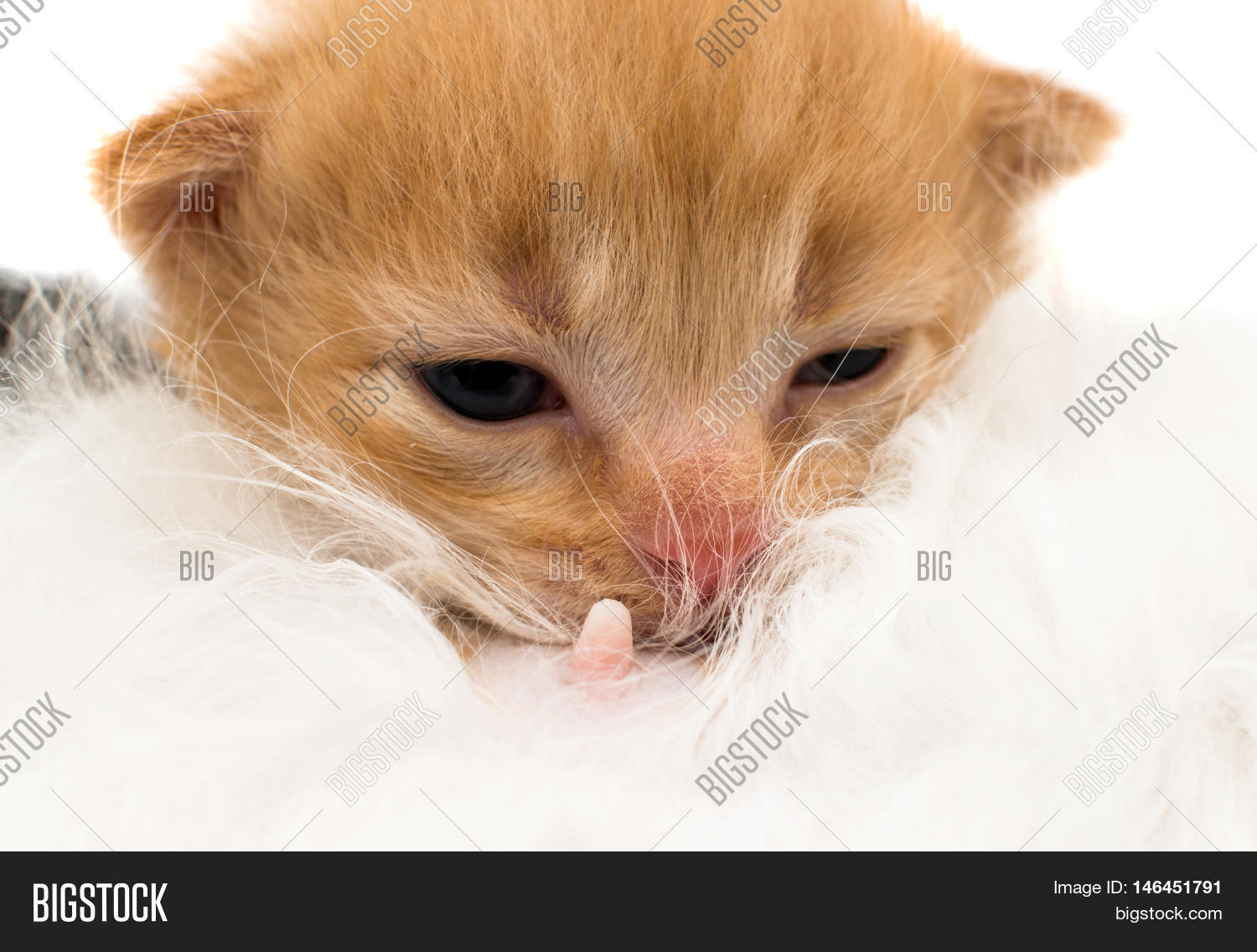 Cat Nursing Newborn Image & Photo (Free Trial) Bigstock