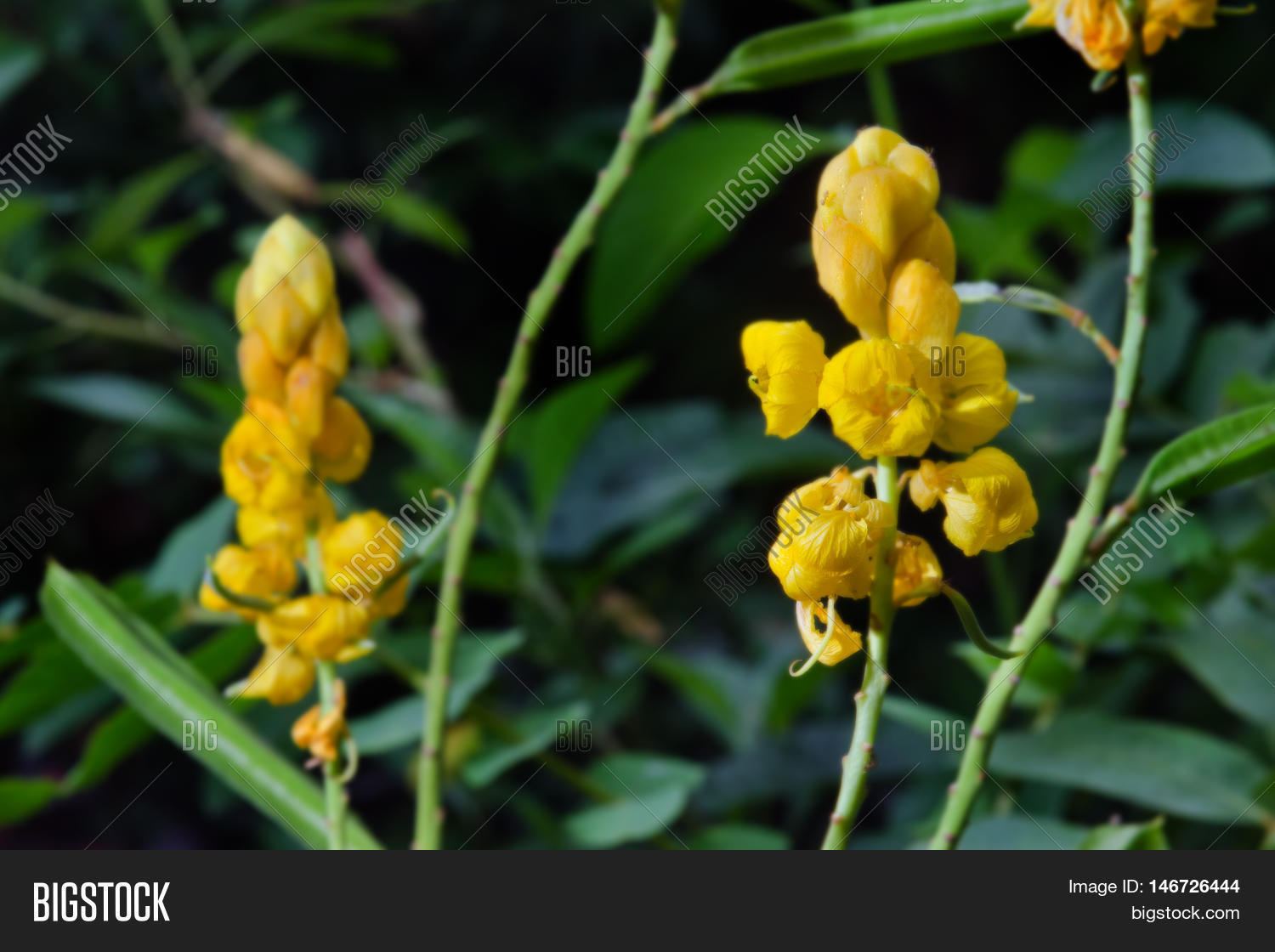 Yellow Flower Ringworm Image & Photo (Free Trial) | Bigstock