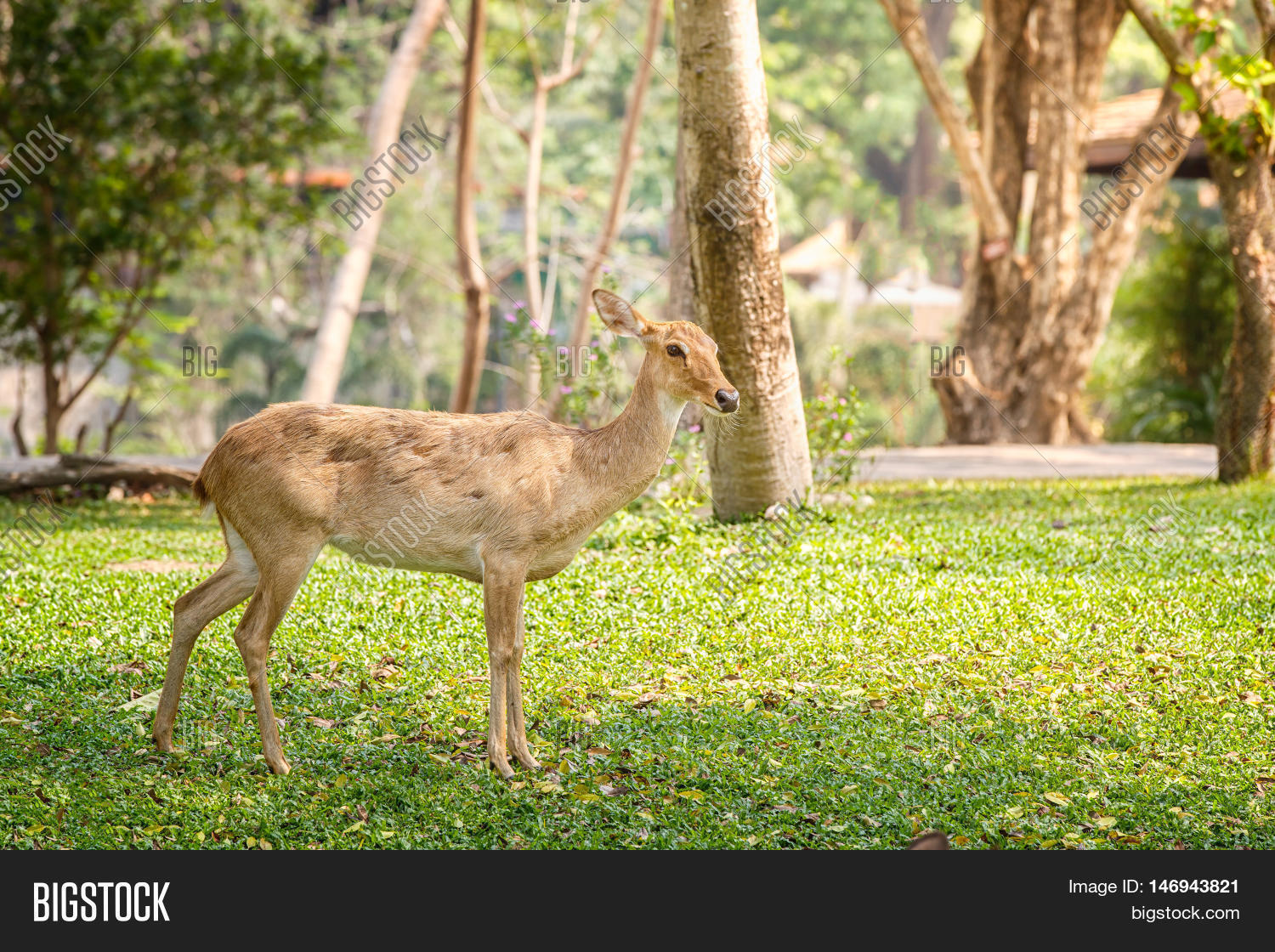 soft stag