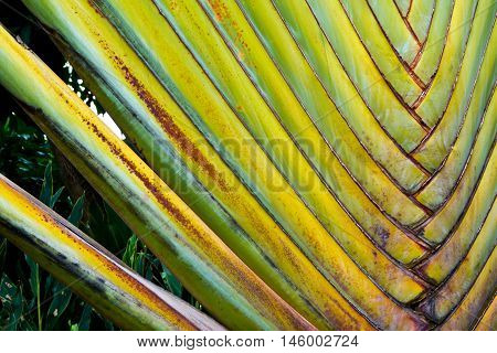 Big body of traveler's palm Ravenala banana