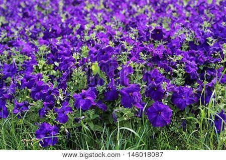 Flowers of bright lilac petunia nature background