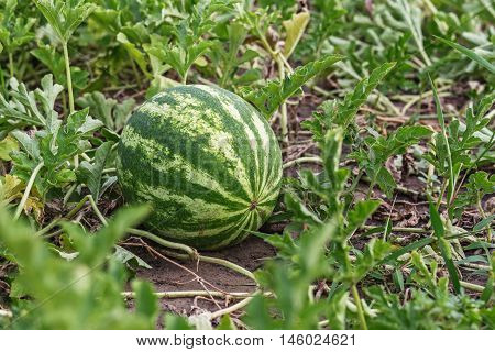 Growing Watermelon On The Field.