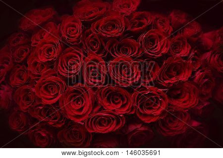 Claret roses bouquet. Red roses background. Top view.