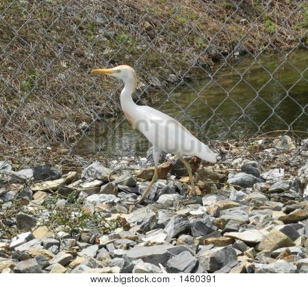 Juvenil Egret