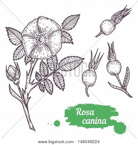 Rosa canina hand drawn sketch. Vintage botanical illustration of herb. Vector.