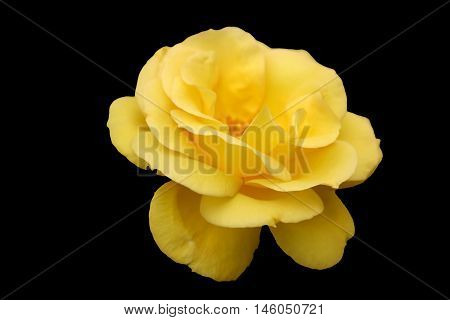 Abstract creative garden romantic rose scene England