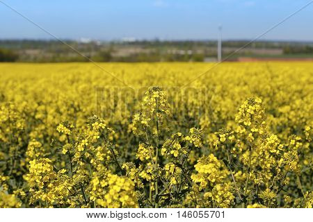Field of bright yellow flowers winter cress