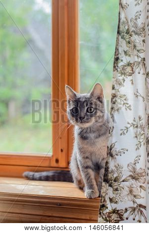 mongrel cat sitting on a window sill