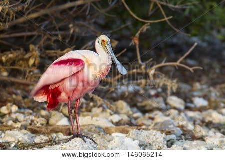 Roseate Spoonbill on rocky shoreline at Alafia Banks