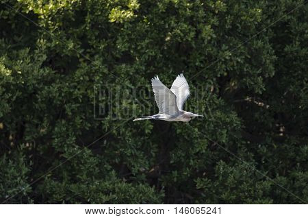Reddish Egret glides past mangrove trees at Alafia Banks