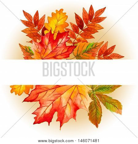 collection beautiful colorful autumn leaves isolated on white background