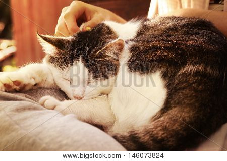 close up outdoor photo of the cat on lap stroke with hand and fingers
