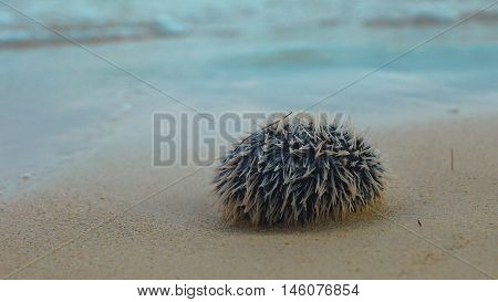 Sea urchin  