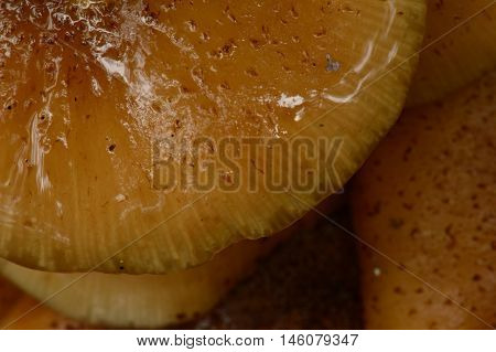 Mushrooms in the morning dew wet honey agaric