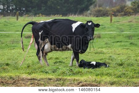 Friesian Mother cow just given birth to a new born calf.