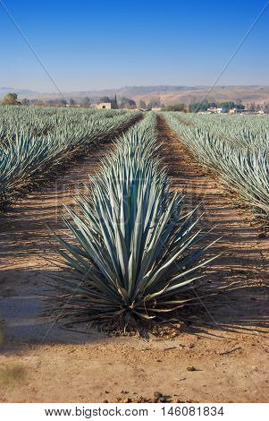 Tequila landscape agave field in Guadalajara Jalisco Mexico.