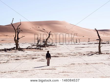 Person walking among Dead Camelthorn (Acacia erioloba) Trees in Dead Vlei Namib-Naukluft National Park Namibia