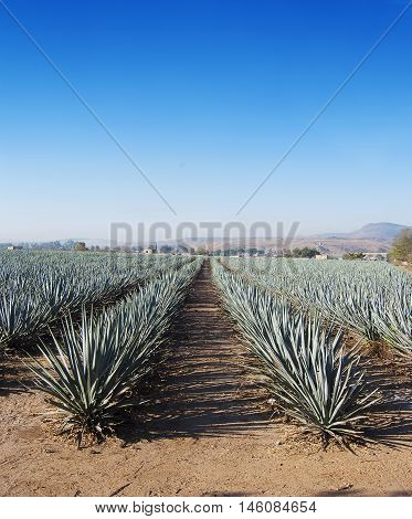 A beautiful landscape of Agave Tequila Jalisco in Mexico