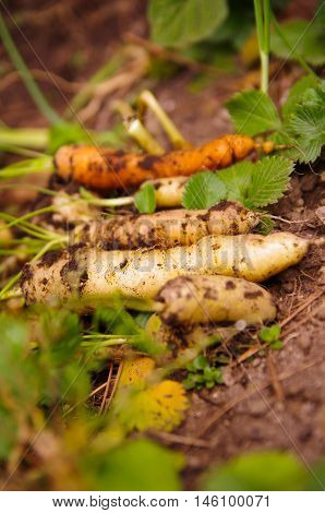 Small amount of reshly harvested organic carrots lying on garden surface, healthy lifestyle concept.