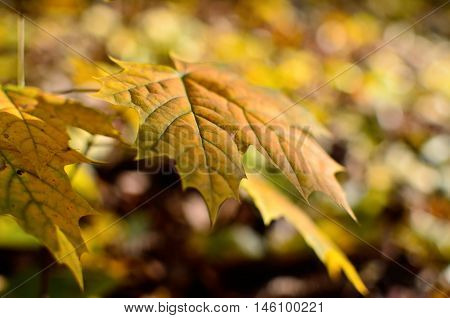 Yellowed Maple Leaves In The Autumn Forest Close Up. Young Trees In The Wild Nature