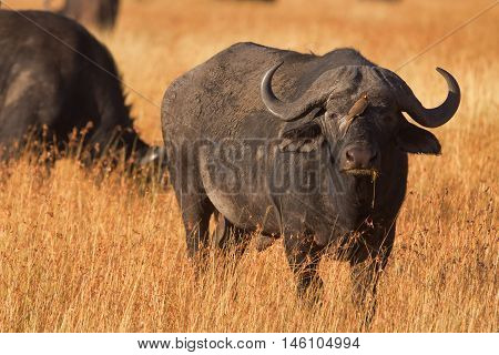 Male buffalo with oxpecker on its nose. Shot at sunset in Masai Mara Kenya.