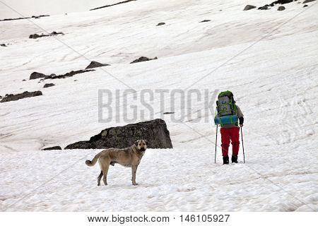 Dog and hiker in snow mountains at gray spring day. Turkey Kachkar Mountains (highest part of Pontic Mountains).