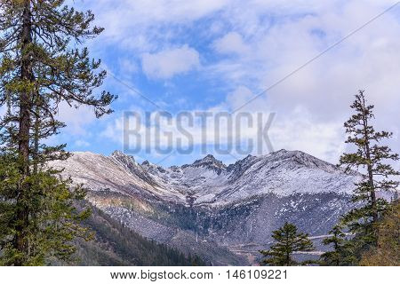 Pine forest with snow mountain and blue sky.