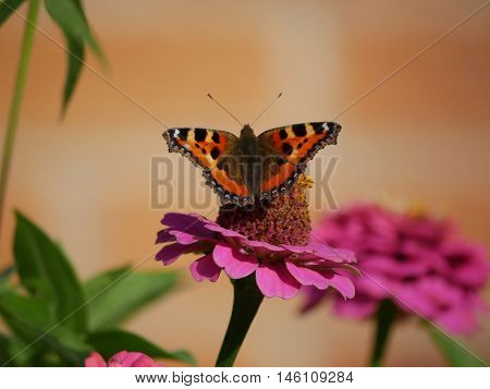 Butterfly sucking the nectar out of a flower