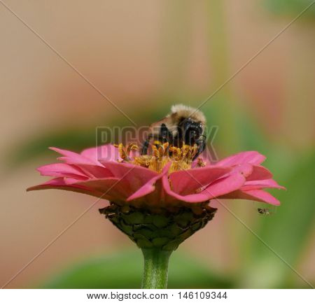Bee sucking the nectar from a flower