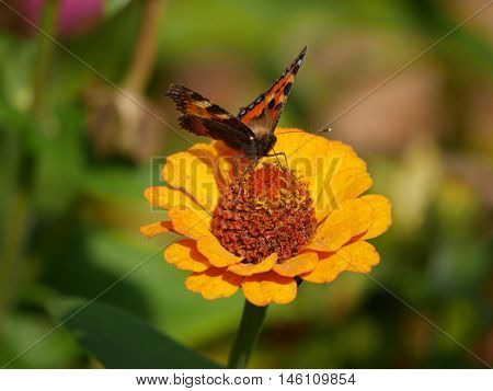 Butterfly landed on a flower and sucking the nectar