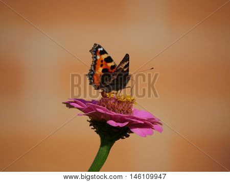 Butterfly landed on a flower and sucking the nectar