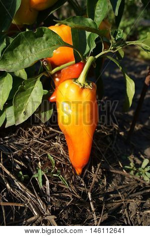 Orange Bell Pepper on the vine .