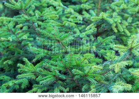 Evergreen fir branches with new grown ramification natural background